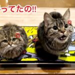 デートがバレて激怒!?玄関で待ち構える先住猫と子猫の「お出迎え」が可愛すぎる - 肉球ドットコム(299.com)