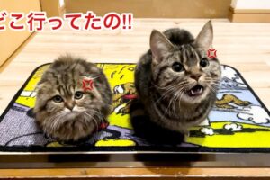 デートがバレて激怒!?玄関で待ち構える先住猫と子猫の「お出迎え」が可愛すぎる - 肉球ドットコム(299.com)