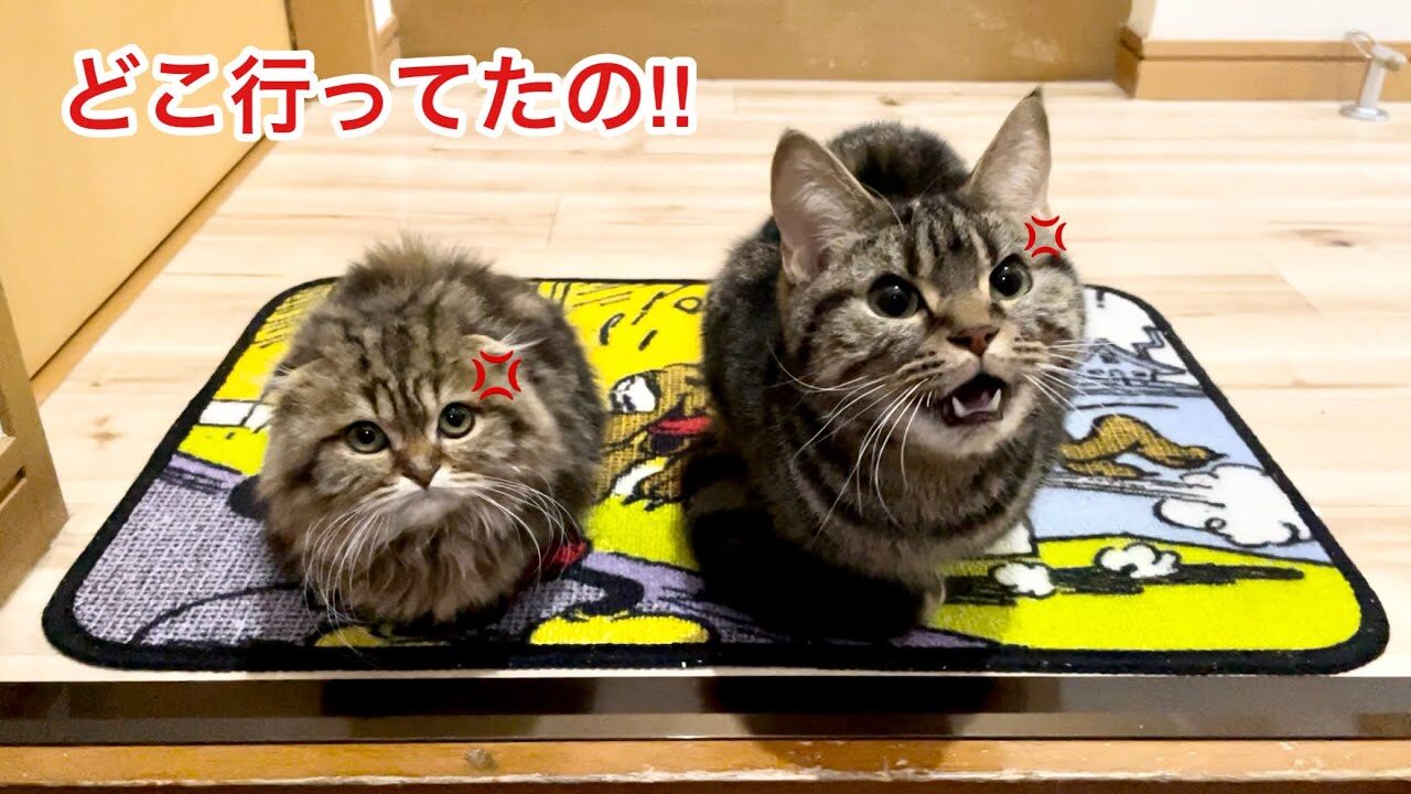 デートがバレて激怒!?玄関で待ち構える先住猫と子猫の「お出迎え」が可愛すぎる - 肉球ドットコム(299.com)