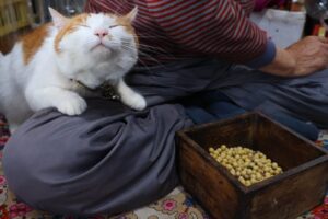 まるで職人!?猫さまと一緒に楽しむ「手作り味噌」の風景にほっこり - 肉球ドットコム(299.com)