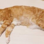 【感動】手術から3ヶ月。「お腹ツルツル」だった猫さまが再びモフモフを取り戻すまでの奇跡に涙 - 肉球ドットコム(299.com)