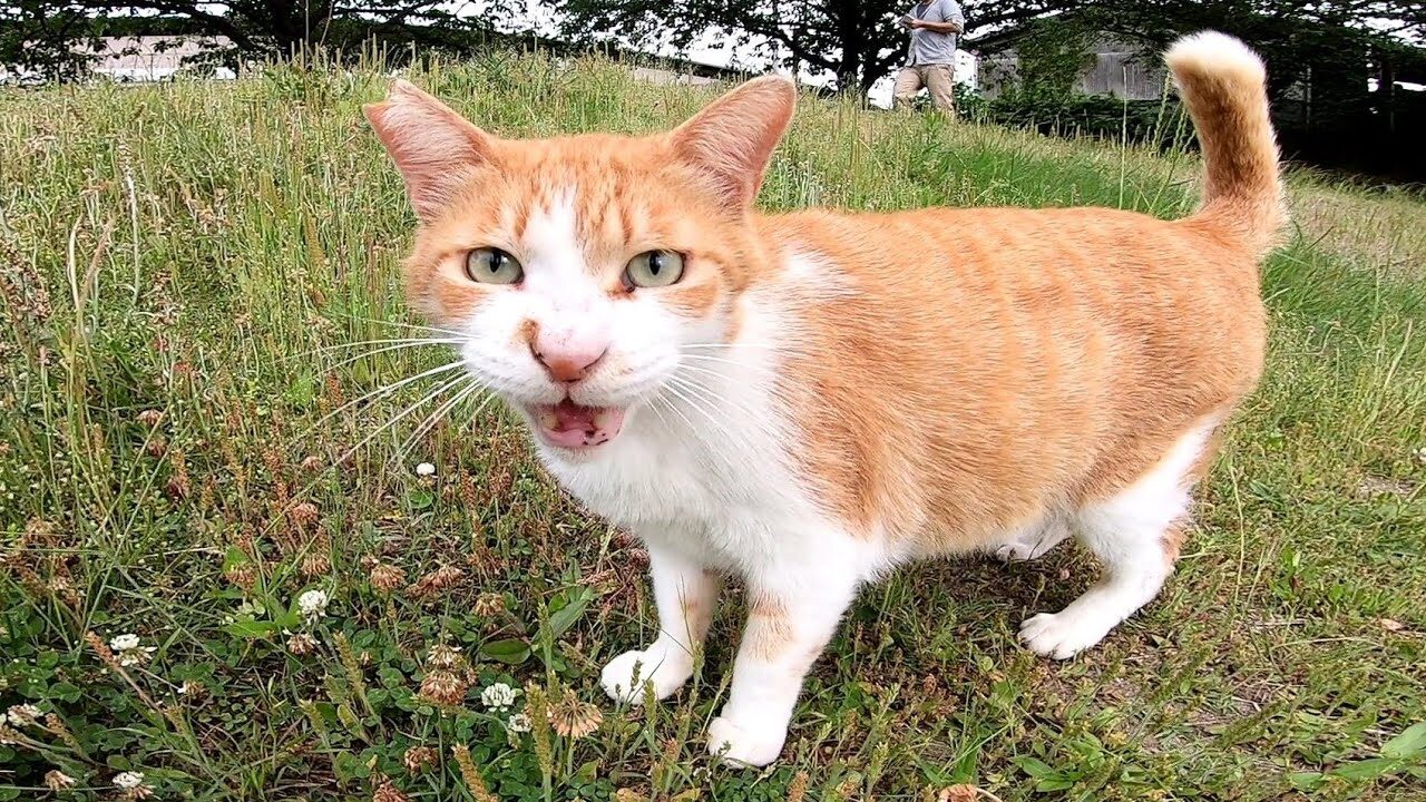 【悶絶】最初は怒ってるように見えた野良猫さま。ナデナデしてみたら「ゴロゴロ」が止まらないツンデレぶりに癒やされる! - 肉球ドットコム(299.com)