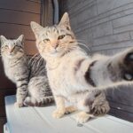 【ボクたちの勝ちニャ!】「取材拒否だニャ!」と全力でカメラに立ち向かうやんちゃな子猫兄弟に悶絶 - 肉球ドットコム(299.com)