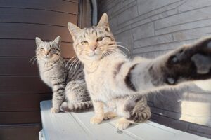 【ボクたちの勝ちニャ!】「取材拒否だニャ!」と全力でカメラに立ち向かうやんちゃな子猫兄弟に悶絶 - 肉球ドットコム(299.com)