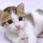 【悶絶】「もっとかまってニャ!」お腹がぽんぽこな子猫のハート君、膝の上で全力甘えん坊タイムに癒やされる - 肉球ドットコム(299.com)