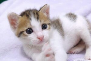 【悶絶】「もっとかまってニャ!」お腹がぽんぽこな子猫のハート君、膝の上で全力甘えん坊タイムに癒やされる - 肉球ドットコム(299.com)