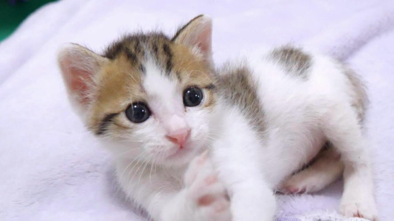 【悶絶】「もっとかまってニャ!」お腹がぽんぽこな子猫のハート君、膝の上で全力甘えん坊タイムに癒やされる - 肉球ドットコム(299.com)