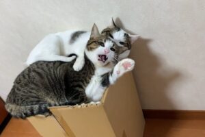【爆笑】「そこまで真似しなくていいのよ!」飼い主さんの困った行動まで完璧にコピーしちゃう猫さまが面白すぎる - 肉球ドットコム(299.com)