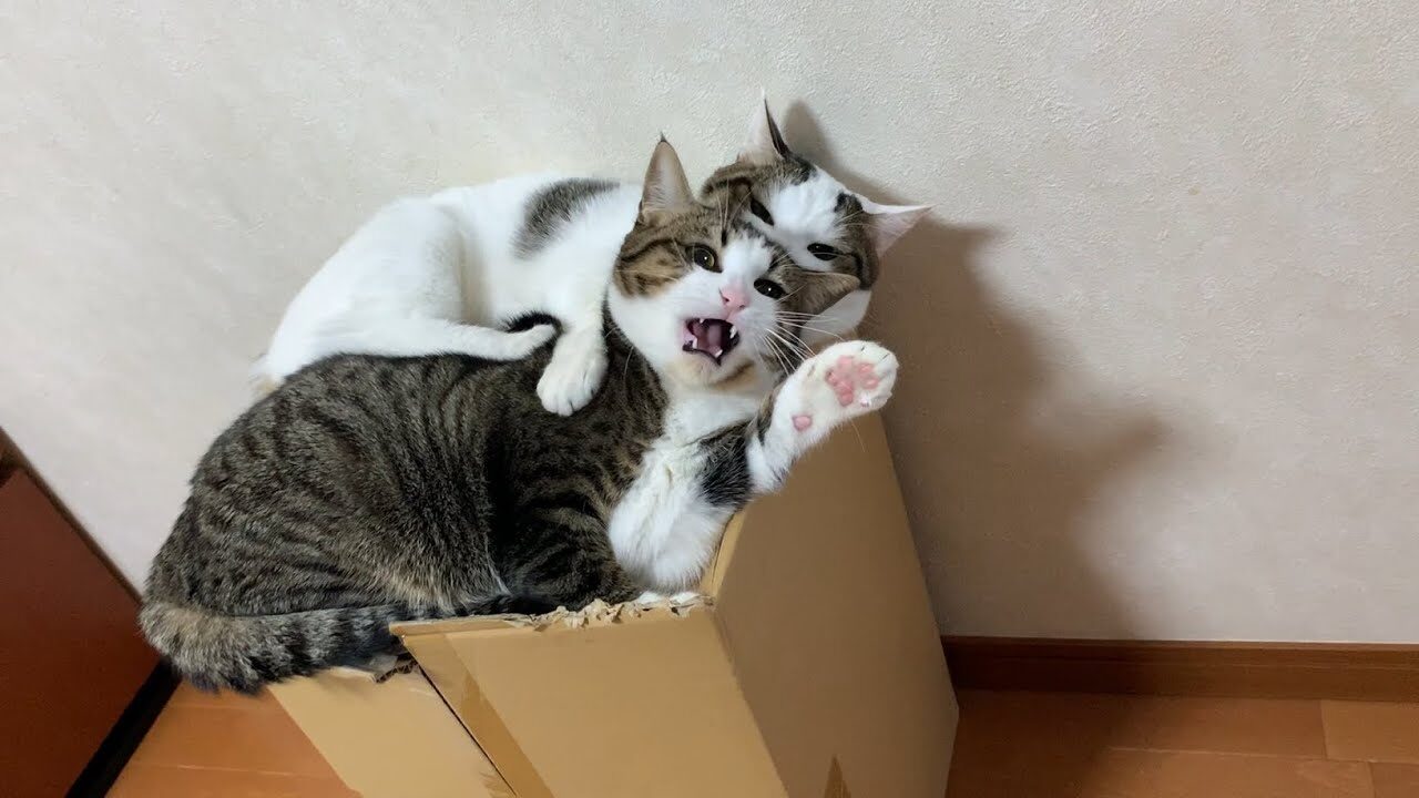 【爆笑】「そこまで真似しなくていいのよ!」飼い主さんの困った行動まで完璧にコピーしちゃう猫さまが面白すぎる - 肉球ドットコム(299.com)