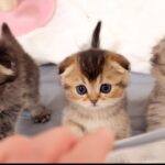 【悶絶】「早くごはんニャ〜!」お腹が空きすぎて大合唱!?食いしん坊な子猫ファミリーのにぎやかすぎる食事風景に癒やされる - 肉球ドットコム(299.com)