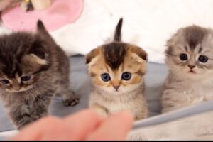 【悶絶】「早くごはんニャ〜!」お腹が空きすぎて大合唱!?食いしん坊な子猫ファミリーのにぎやかすぎる食事風景に癒やされる - 肉球ドットコム(299.com)