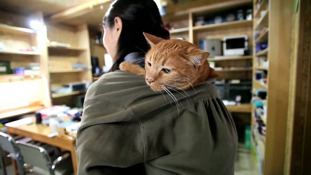 【悶絶】「ここが一番落ち着くニャ……」おんぶ紐でまったり散歩する茶トラ猫のキムしゃんに癒やされる! - 肉球ドットコム(299.com)