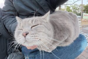 睨み合う二匹の影…。一触即発のピンチを救ったのは、魔法の「ひざの上」でした - 肉球ドットコム(299.com)