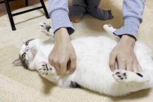 撫でると“米俵”に大変身!?ポテッと転がって甘える猫さまの姿に悶絶♡ - 肉球ドットコム(299.com)