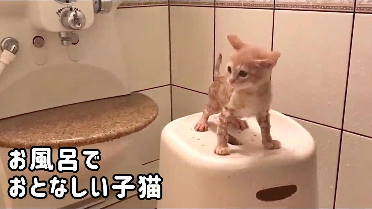 【悶絶】「あわあわ、気持ちいいニャ……」お風呂で大人しくなっちゃう子猫ちゃん。守ってあげたくなる「はかなげな鳴き声」に癒やされる! - 肉球ドットコム(299.com)