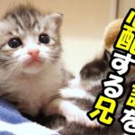 【感動】「ボクが温めてあげるニャ……」体調を崩した兄弟を必死に守る子猫。小さな体で寄り添い続ける健気な姿に涙が止まらない - 肉球ドットコム(299.com)