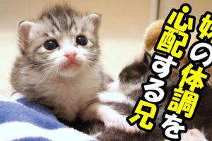 【感動】「ボクが温めてあげるニャ……」体調を崩した兄弟を必死に守る子猫。小さな体で寄り添い続ける健気な姿に涙が止まらない - 肉球ドットコム(299.com)