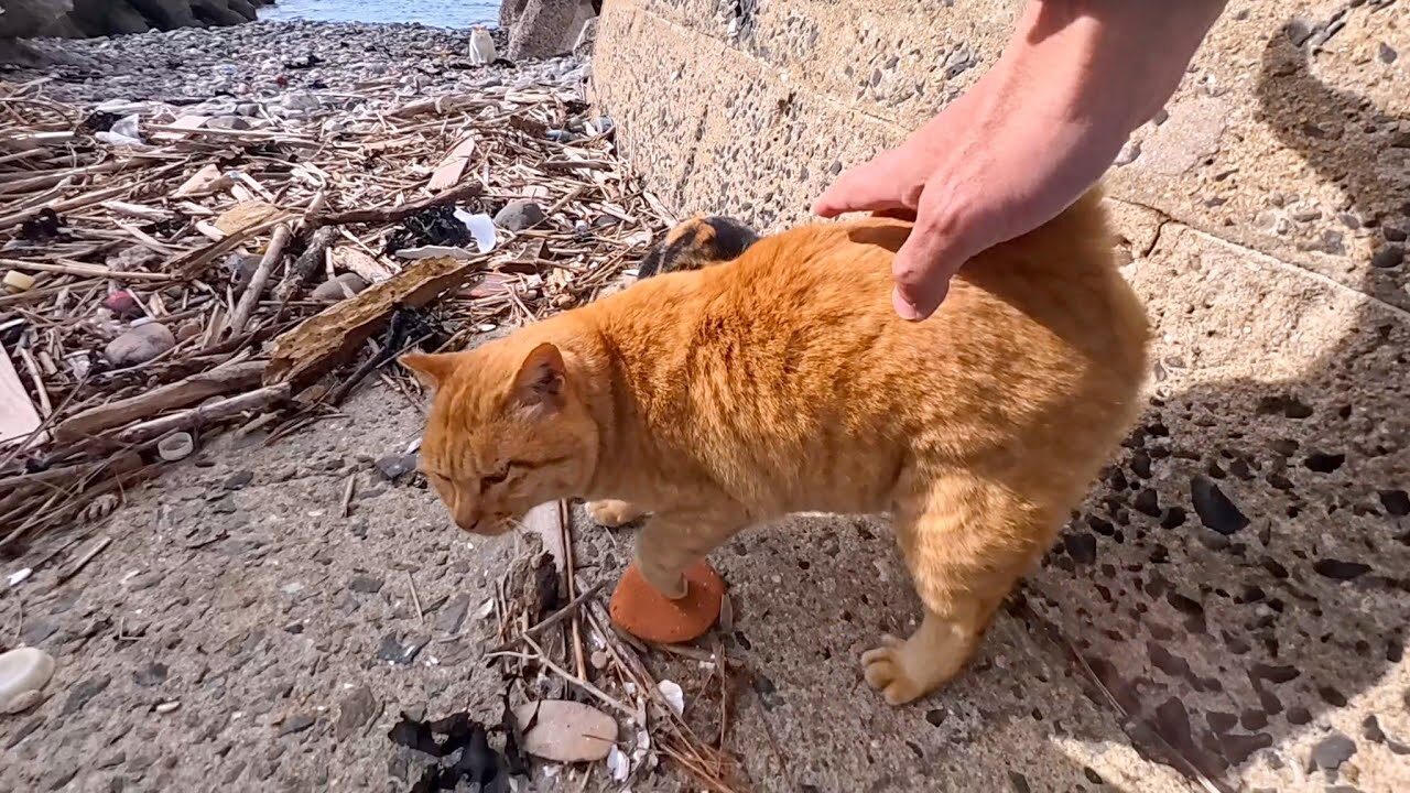 【悶絶】「ボクを先に撫でてニャ!」三毛猫さんへのナデナデに全力で割り込む茶トラ猫。愛が重すぎる(?)おねだり攻撃にキュンが止まらない! - 肉球ドットコム(299.com)