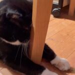 【癒やし】「そこまでめり込む!?」愛猫もんたくんの独特すぎる甘え方に悶絶!顔面がギュ〜ッと押し付けられる瞬間に心が撃ち抜かれる……! - 肉球ドットコム(299.com)