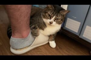 【悶絶】「ねえ、聞いてるの?」おしゃべりが止まらない甘えん坊猫のそうちゃん。独特な鳴き声で語りかけてくる姿にキュンが止まらない! - 肉球ドットコム(299.com)