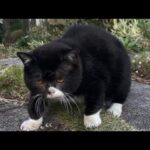 【癒やし】「えっ、熊じゃないの!?」独特すぎる“むー!”という鳴き声で歩くもんたくん。その力強くも愛くるしい姿に悶絶必至! - 肉球ドットコム(299.com)