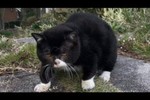 【癒やし】「えっ、熊じゃないの!?」独特すぎる“むー!”という鳴き声で歩くもんたくん。その力強くも愛くるしい姿に悶絶必至! - 肉球ドットコム(299.com)