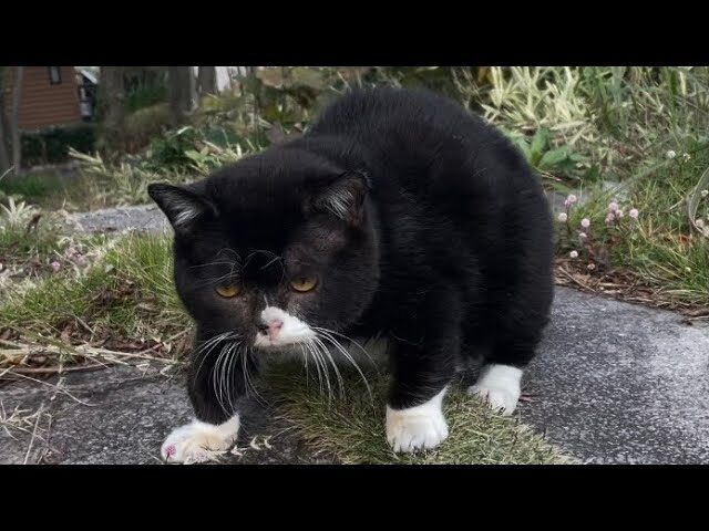 【癒やし】「えっ、熊じゃないの!?」独特すぎる“むー!”という鳴き声で歩くもんたくん。その力強くも愛くるしい姿に悶絶必至! - 肉球ドットコム(299.com)