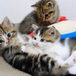 【悶絶】「ボクのこと見つけられるかニャ?」カゴの中にすっぽり隠れる子猫のフィフィちゃん。世界一可愛すぎるかくれんぼにキュンが止まらない! - 肉球ドットコム(299.com)