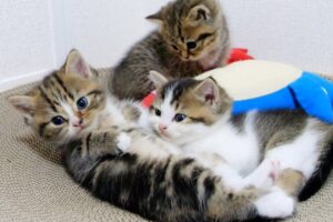 【悶絶】「ボクのこと見つけられるかニャ?」カゴの中にすっぽり隠れる子猫のフィフィちゃん。世界一可愛すぎるかくれんぼにキュンが止まらない! - 肉球ドットコム(299.com)