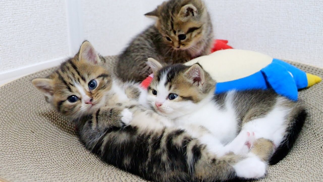 【悶絶】「ボクのこと見つけられるかニャ?」カゴの中にすっぽり隠れる子猫のフィフィちゃん。世界一可愛すぎるかくれんぼにキュンが止まらない! - 肉球ドットコム(299.com)