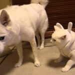 【爆笑】「ボクが何したって言うニャ!」わんぱくな白犬さんの“とばっちり”に困惑しちゃう猫さまが可愛すぎる! - 肉球ドットコム(299.com)