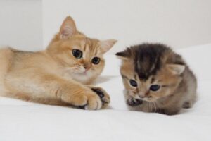 【悶絶】「ボク、もうお外に行けるニャ!」箱から脱出しようと一生懸命な子猫ちゃん。見守るママ猫の“優しい眼差し”に心が洗われる……! - 肉球ドットコム(299.com)