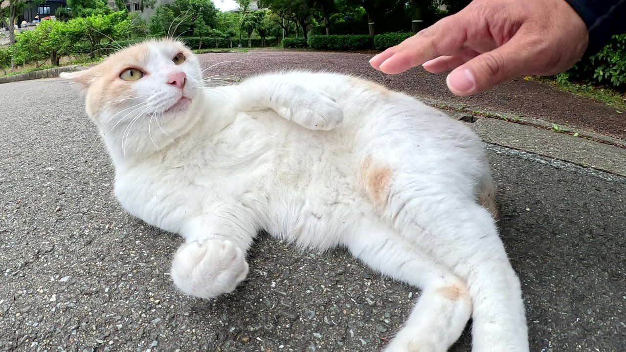 【悶絶】「ねぇ、もっと撫でてニャ…」お腹を見せてゴロン!甘えん坊すぎるミルクティー色の猫さまに癒やされる♡ - 肉球ドットコム(299.com)