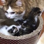 子猫の引越しを見守る優しいお父さん猫の奮闘記 - 肉球ドットコム(299.com)