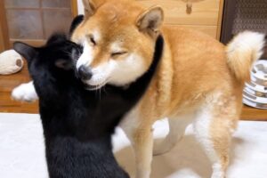 【悶絶】「もう子どもじゃないニャ!」柴犬ママの熱烈すぎる健康チェックに、ちょっぴり反抗期(?)な猫さまの反応が可愛すぎる♡ - 肉球ドットコム(299.com)