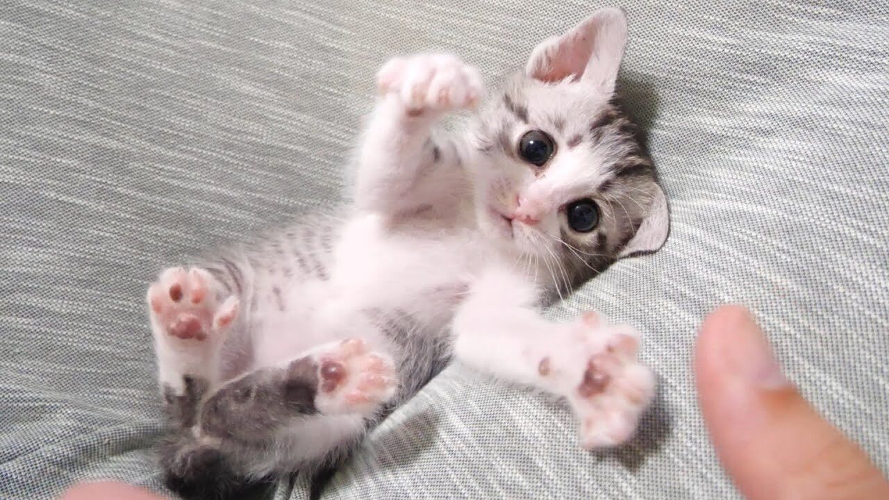 【悶絶】「もっと遊ぶニャ!」寂しげな表情でママの手をギュッ…。甘えん坊すぎる子猫ちゃんにキュンが止まらない♡ - 肉球ドットコム(299.com)