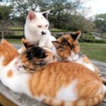 【悶絶】「寒い日はみんなでくっつくニャ…」風邪気味の仲間を全力で温める猫さまたちの絆に感動! - 肉球ドットコム(299.com)