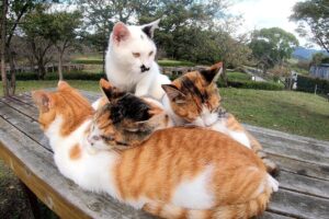 【悶絶】「寒い日はみんなでくっつくニャ…」風邪気味の仲間を全力で温める猫さまたちの絆に感動! - 肉球ドットコム(299.com)