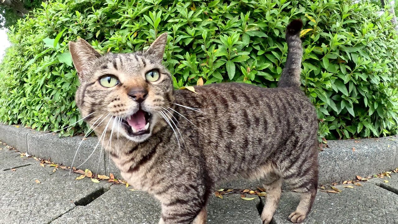 【悶絶】「ねぇ、こっちに来てニャ!」可愛い声でベンチへ誘うキジトラ猫さまの“おねだり”が反則級にキュート♡ - 肉球ドットコム(299.com)