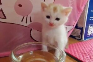 【悶絶】「ペロペロ、おいしいニャ!」一生懸命にお水を飲む子猫ちゃんの“尊すぎる”仕草に癒やされる♡ - 肉球ドットコム(299.com)