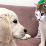 【悶絶】「ねぇ、遊んでニャ!」猫さんたちに全力でアピールするゴールデン・レトリバーの子犬ちゃん。ちょっぴり(?)塩対応な猫さまとの温度差に癒やされる♡ - 肉球ドットコム(299.com)