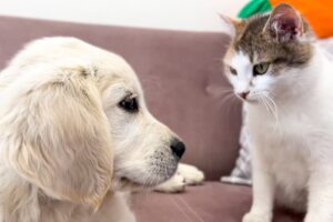 【悶絶】「ねぇ、遊んでニャ!」猫さんたちに全力でアピールするゴールデン・レトリバーの子犬ちゃん。ちょっぴり(?)塩対応な猫さまとの温度差に癒やされる♡ - 肉球ドットコム(299.com)