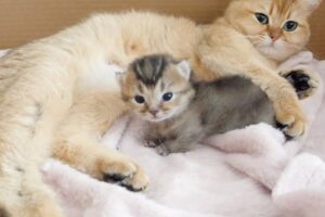 【悶絶】「ぎゅ〜っとしてニャ……」生まれたての子猫ちゃんが初めて抱っこされた瞬間!甘えん坊すぎる愛くるしさに心がポカポカ温まる……! - 肉球ドットコム(299.com)