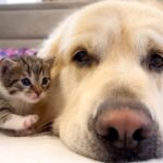 【悶絶】「ぎゅ〜っとしてニャ……」ゴールデン・レトリバーと子猫ちゃんの種族を超えた深い絆に涙。寄り添い合う姿に癒やされる♡ - 肉球ドットコム(299.com)