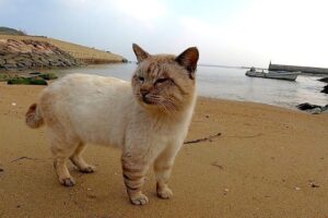 【悶絶】「ねぇ、どこ行くの?」お喋りが止まらない野良猫さんのパトロールに密着!愛嬌たっぷりな姿に癒やされる - 肉球ドットコム(299.com)