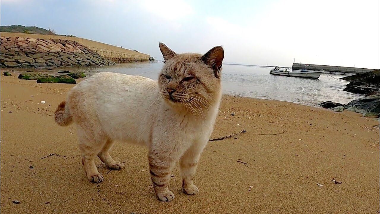 【悶絶】「ねぇ、どこ行くの?」お喋りが止まらない野良猫さんのパトロールに密着!愛嬌たっぷりな姿に癒やされる - 肉球ドットコム(299.com)