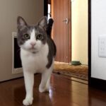 【悶絶】「は〜い、今行くニャ!」呼ぶとどこからでも駆けつける姿が健気すぎる……! - 肉球ドットコム(299.com)