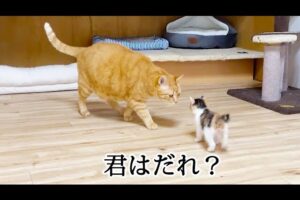 【悶絶】「はじめましてニャ!」小さな三毛猫ちゃん、初めてのお部屋で先住猫さんとドキドキの対面! - 肉球ドットコム(299.com)