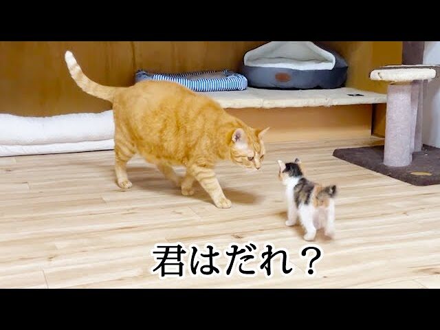 【悶絶】「はじめましてニャ!」小さな三毛猫ちゃん、初めてのお部屋で先住猫さんとドキドキの対面! - 肉球ドットコム(299.com)