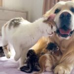 【悶絶】「うちの子たちをお願いね」…♡ ゴールデンレトリバーに赤ちゃんを託すママ猫。種族を超えた“育児サポート”に心が洗われる! - 肉球ドットコム(299.com)